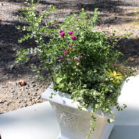富永妙子 花のコンチェルト3