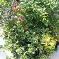 富永妙子 花のコンチェルト5