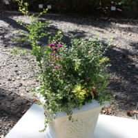 富永妙子 花のコンチェルト2