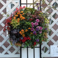 甲斐田 実季 秋入日（あきいりひ）