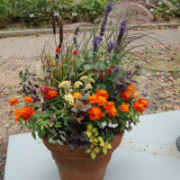 植物と共に・・・