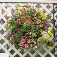 この麗しの世界で素敵な花を咲かせましょう！！