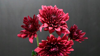 kota_spraymum_red_danntereddo0