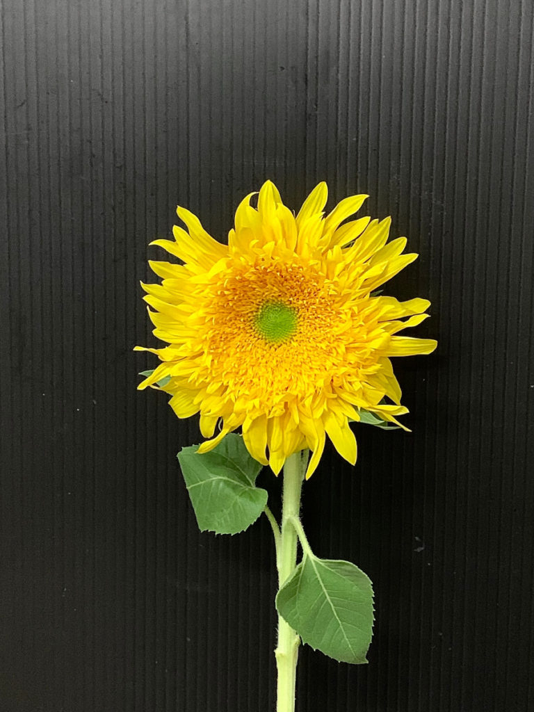 あい様ご検討用＊黄色いお花のヘッドピースお花イメージその2 あい様ご検討用＊黄色いお花のヘッドピースお花イメージその2